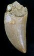 Stunning Carcharodontosaurus Tooth - Sweet Serrations #26838-1